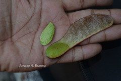 Spatholobus purpureus